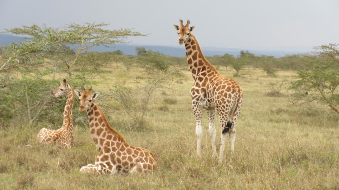 Rothschild giraffes spotted in the Soysambu Conservancy in Kenya Projects Abroad volunteers spot the Rothschild giraffe on their Conservation Project in Kenya